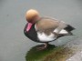 A fine example of Alopochen Aegyptiacus or its a duck A fine example of Alopochen Aegyptiacus or its a duck