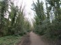 Parkland Walk Parkland Walk