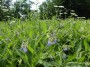 Russian Comfrey - invading the watersides