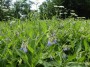 Russian Comfrey - invading the watersides Russian Comfrey - invading the watersides