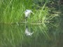 Heron reflected Heron reflected