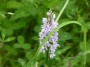 Orchid in the meadow Orchid in the meadow