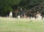 Deer on view Deer on view