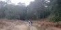 In the Forest In the Forest