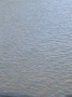 We spotted this large black seal from Battersea Bridge. Honestly! We all saw it! We spotted this large black seal from Battersea Bridge. Honestly! We all saw it!