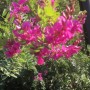 We couldn?t decide what this was. Either himalayan indigo or robinia purple robe locust We couldn?t decide what this was. Either himalayan indigo or robinia purple robe locust