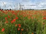 Poppy Season! Poppy Season!