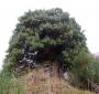 The Dunphail Castle Great Hall fireplace almost totally hidden by ivy The Dunphail Castle Great Hall fireplace almost totally hidden by ivy