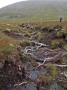 The skeletons of the ancient Calidonian Forest The skeletons of the ancient Calidonian Forest