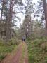 Heading north through the many forest paths. Heading north through the many forest paths.