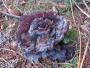 Interesting fungi of the forest floor. Anyone know what it is?