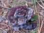 Interesting fungi of the forest floor. Anyone know what it is? Interesting fungi of the forest floor. Anyone know what it is?