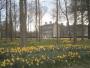 Sea of daffodils, Blagdon Hall