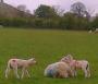  Sheep and Lambs