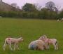 Sheep and Lambs Sheep and Lambs