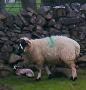 Young Lamb Young Lamb