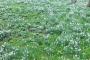 Snowdrops at Swyncombe Snowdrops at Swyncombe