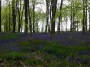 Wentwood Forest Wentwood Forest