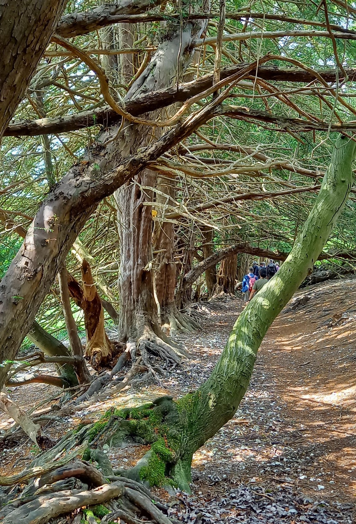Ancient trees of the Chilterns Pic 2