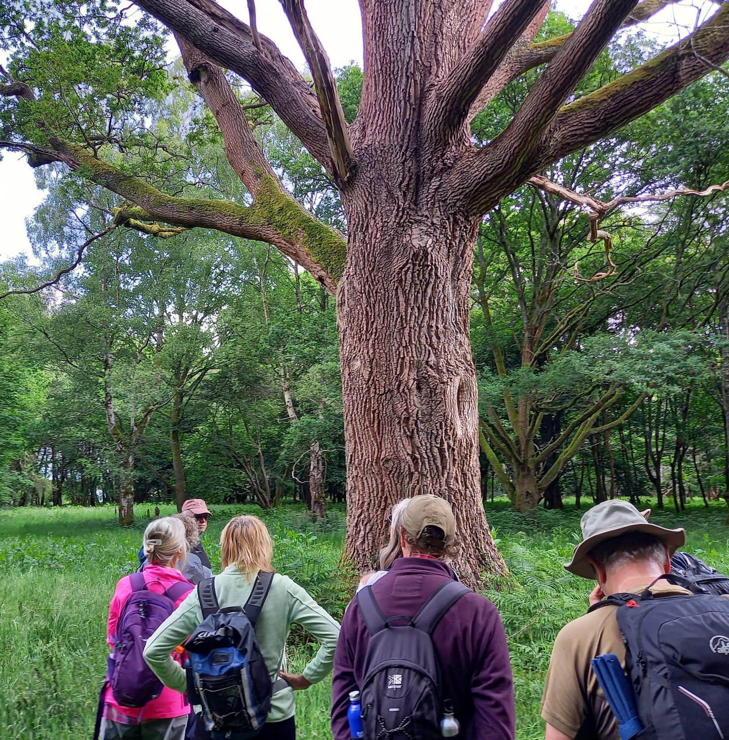 Ancient trees of the Chilterns Pic 1