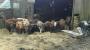 Cows Cows