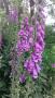 Foxgloves Foxgloves