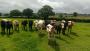 Cows Cows