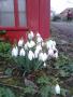  Snowdrops and a telephone