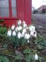 Snowdrops and a telephone Snowdrops and a telephone
