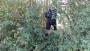 Roy entering virgin jungle! Roy entering virgin jungle!