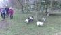 Lambs Lambs