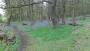 Bluebells out in force Bluebells out in force