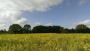 First view of todays Red Kites First view of todays Red Kites