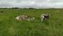Not any old Fresian today, English Longhorn varieties Not any old Fresian today, English Longhorn varieties