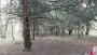 Enjoying the trees , when... Enjoying the trees , when...