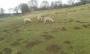 Long Wool Sheep Long Wool Sheep