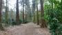 Redwoods Redwoods