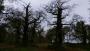 Oak trees Oak trees