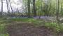 Bluebells Bluebells