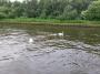Swan Family Swan Family