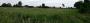 Sea of Wild Flowers Sea of Wild Flowers