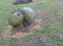 A Snail A Snail