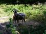 Billy Goat Gruff Billy Goat Gruff