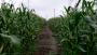 Loads of cornfields today Loads of cornfields today