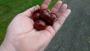 Conker picking Conker picking