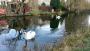 2 swans a swimmin 2 swans a swimmin