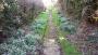  A lovely snowdrop path Clayon