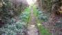 A lovely snowdrop path Clayon A lovely snowdrop path Clayon