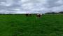 Cows Cows