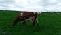 A Cow A Cow